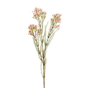 WAXFLOWER