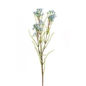 WAXFLOWER