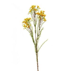 WAXFLOWER