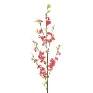 PRUNUS