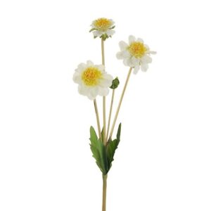 SCABIOSA
