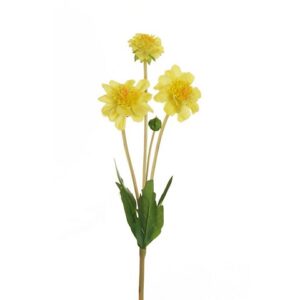 SCABIOSA