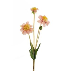SCABIOSA