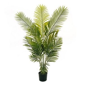 ARECA PIANTA