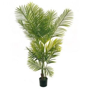 ARECA PIANTA
