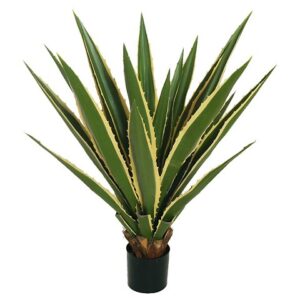 AGAVE PIANTA