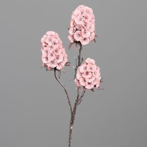 SCABIOSA