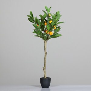 PIANTA ARANCIO