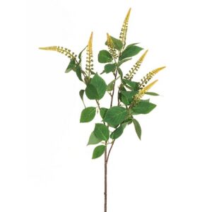 PHYTOLACCA
