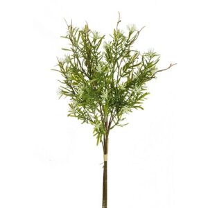 HYPERICUM