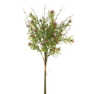 HYPERICUM