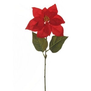 POINSETTIA