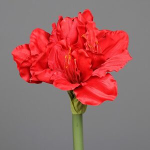 AMARYLLIS