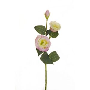 LISIANTHUS