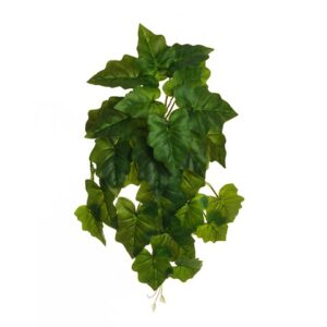 CALADIUM
