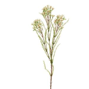 WAXFLOWER