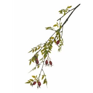 ROSA CANINA