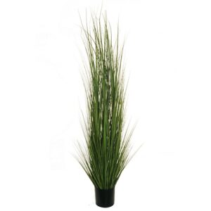 FILO D'ERBA PIANTA