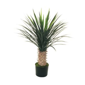 YUCCA ROSTRATA PIANTA