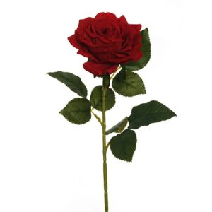 ROSA REGINA