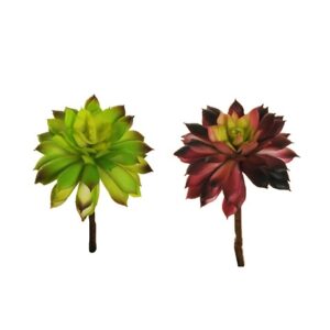 AEONIUM ARBOREUM