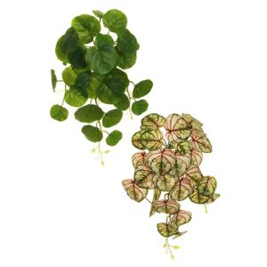 CALADIUM