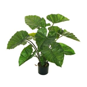 ALOCASIA PIANTA