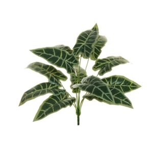 ALOCASIA