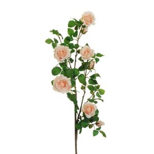 ROSA GARDEN