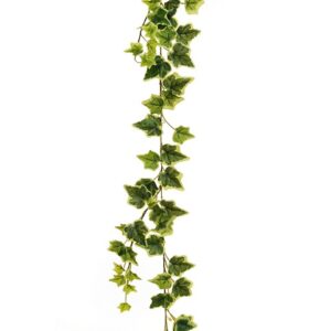 EDERA