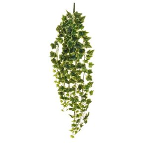 EDERA