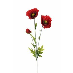 PAPAVERO