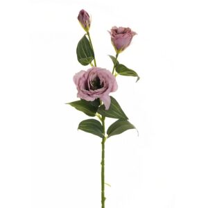 LISIANTHUS