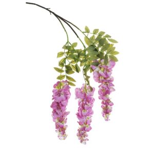 WISTERIA
