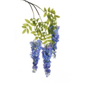 WISTERIA