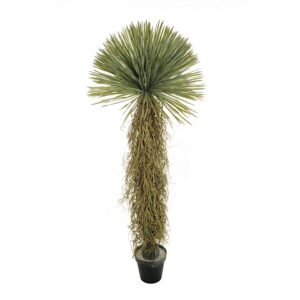 YUCCA ROSTRATA PIANTA