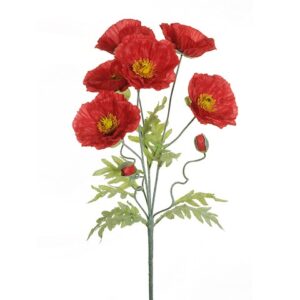 PAPAVERI