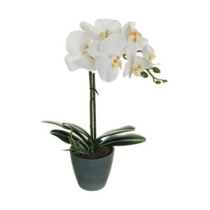 PHALENOPSIS PIANTA