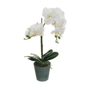 PHALENOPSIS PIANTA