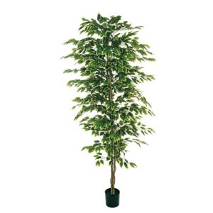 FICUS BENJAMIN PIANTA