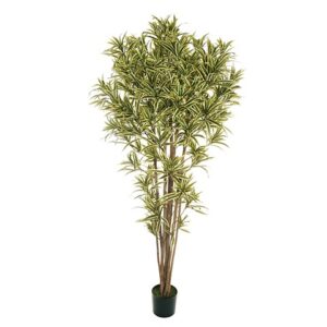DRACAENA