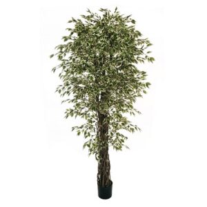 FICUS BENJAMIN PIANTA