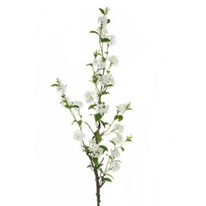 PLUMBAGO