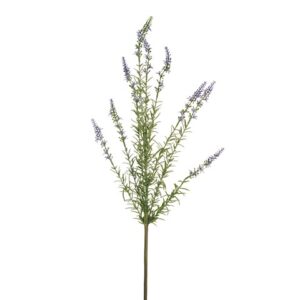 LAVANDA