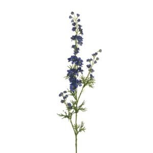 DELPHINIUM