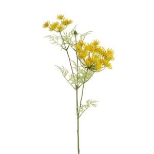 DAUCUS
