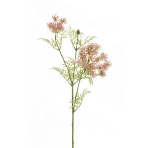 DAUCUS