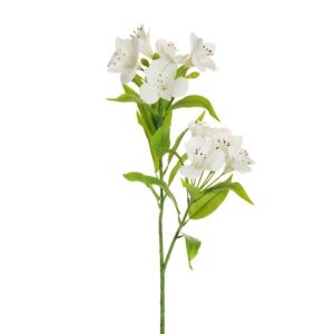 ALSTROMERIA