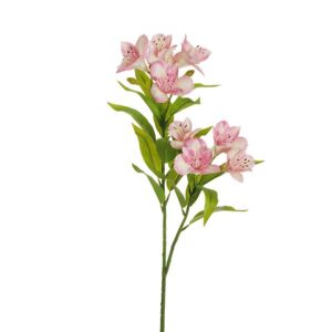 ALSTROMERIA
