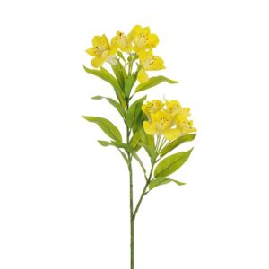 ALSTROMERIA